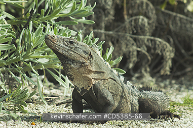 REPTILE, IGUANA: Black Spiny-tailed Iguana (Ctenosaura similis) Cozumel island, Mexico