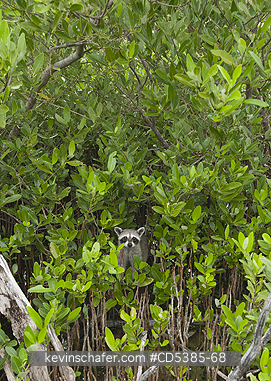 RACCOON, PYGMY: Pygmy Raccoon (Procyon pygmaeus) Critically endangered, Cozumel Island, Mexico
