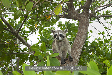 RACCOON, PYGMY: Pygmy Raccoon (Procyon pygmaeus) Critically endangered, Cozumel Island, Mexico