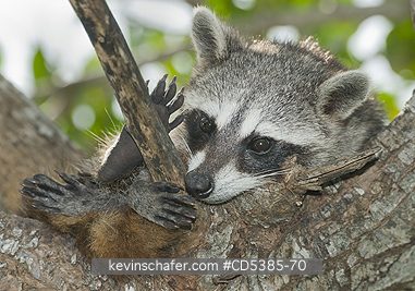 RACCOON, PYGMY: Pygmy Raccoon (Procyon pygmaeus) Critically endangered, Cozumel Island, Mexico