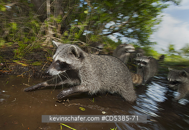 RACCOON, PYGMY: Pygmy Raccoon (Procyon pygmaeus) Critically endangered, Cozumel Island, Mexico