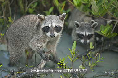 RACCOON, PYGMY: Pygmy Raccoon (Procyon pygmaeus) Critically endangered, Cozumel Island, Mexico