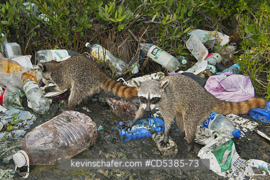 RACCOON, PYGMY: Pygmy Raccoon (Procyon pygmaeus) Critically endangered, Cozumel Island, Mexico: Foraging in garbage in mangroves