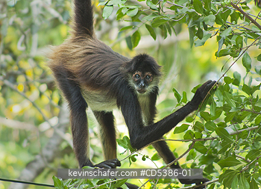 MONKEY, YUCATAN SPIDER: Yucatan Spider Monkey (Ateles geoffroyi yucatanensis), Wild,  Yucatan Peninsula, MEXICO - ENDANGERED