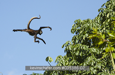 MONKEY, YUCATAN SPIDER: Yucatan Spider Monkey (Ateles geoffroyi yucatanensis), Wild,  Yucatan Peninsula, MEXICO - ENDANGERED