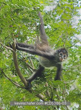 MONKEY, YUCATAN SPIDER: Yucatan Spider Monkey (Ateles geoffroyi yucatanensis), Wild,  Yucatan Peninsula, MEXICO - ENDANGERED
