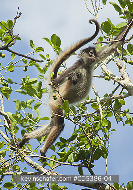 MONKEY, YUCATAN SPIDER: Yucatan Spider Monkey (Ateles geoffroyi yucatanensis), Wild,  Yucatan Peninsula, MEXICO - ENDANGERED