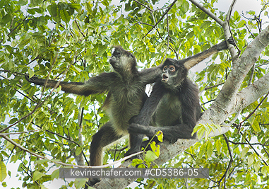 MONKEY, YUCATAN SPIDER: Yucatan Spider Monkey (Ateles geoffroyi yucatanensis), Wild,  Yucatan Peninsula, MEXICO - ENDANGERED