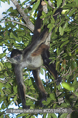 MONKEY, YUCATAN SPIDER: Yucatan Spider Monkey (Ateles geoffroyi yucatanensis), Wild,  Yucatan Peninsula, MEXICO - ENDANGERED