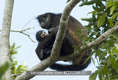 MEXICO, YUCATAN SPIDER:  Yucatan Spider Monkey (Ateles geoffroyi yucatanensis), Mother & Baby, Wild, Yucatan Peninsula, MEXICO - ENDANGERED