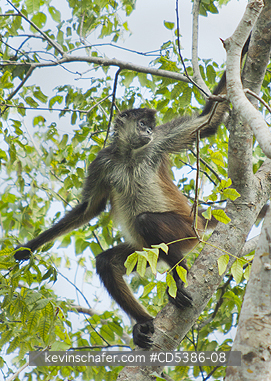 MONKEY, YUCATAN SPIDER: Yucatan Spider Monkey (Ateles geoffroyi yucatanensis), Wild, Yucatan Peninsula, MEXICO - ENDANGERED