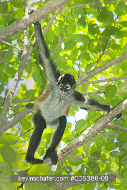 MONKEY, YUCATAN SPIDER: Yucatan Spider Monkey (Ateles geoffroyi yucatanensis), Wild, Yucatan Peninsula, MEXICO - ENDANGERED