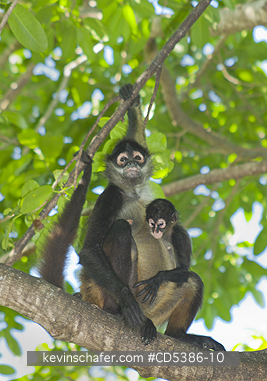 MONKEY, YUCATAN SPIDER: Yucatan Spider Monkey (Ateles geoffroyi yucatanensis), Wild, Yucatan Peninsula, MEXICO - ENDANGERED