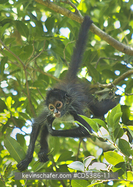 MONKEY, YUCATAN SPIDER: Yucatan Spider Monkey (Ateles geoffroyi yucatanensis), Wild, Yucatan Peninsula, MEXICO - ENDANGERED