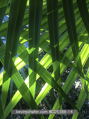 MEXICO, SCENIC: Palm Leaves detail, Yucatan Peninsula  (Mobile Phone)