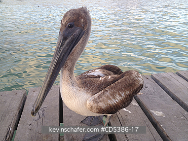 BIRD, PELICAN: Brown Pelican on pier, Puerto Morelos, Mexico   (Mobile Phone)
