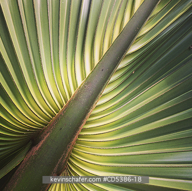 TREE, PLANT: Palm leaf detail, Yucatan, Mexico