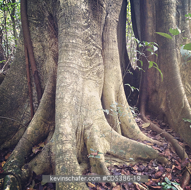 TREE: Buttressed tree, Yucatan Peninsula