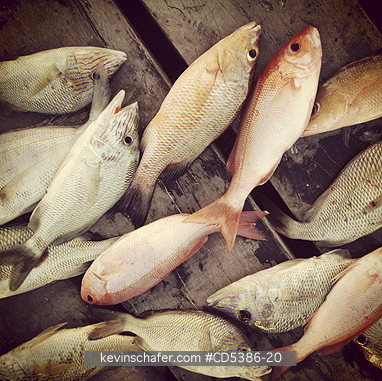 FISH: Fish on dock, Puerto Morelos, Yucatan, MEXICO