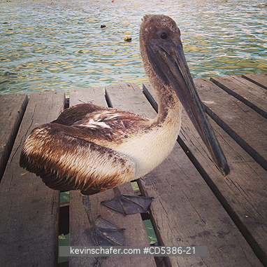 PELICAN: Brown Pelican on dock, Yucatan, Mexico