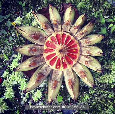 PLANT, SEED POD: Kofa tree seed pod (Clusia)  Kaieteur Falls, Guyana  (MOBILE PHONE)