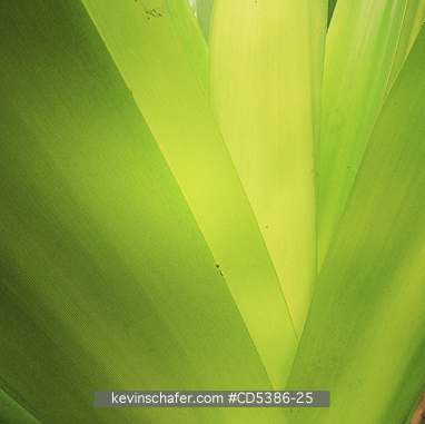 PLANT, PALM: Palm frond patterns, Yucatan (MOBILE PHONE)