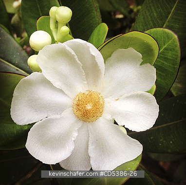 PLANT, FLOWER: Flower, Kaieteur Falls National Park, Guyana (MOBILE PHONE)