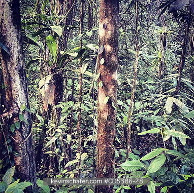 GUYANA, SCENIC: Tropical Rainforest, Kaieteur National Park, Guyana (MOBILE PHONE)