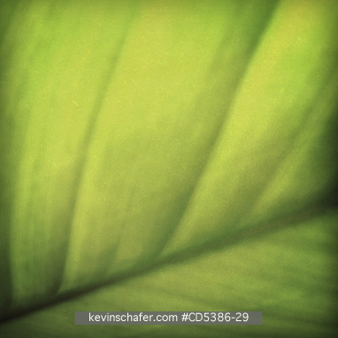 GUYANA, PLANTS: PALM LEAF DETAIL, Kaieteur National Park, Guyana (MOBILE PHONE)