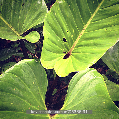 GUYANA, SCENIC: LEAVES, Kaieteur National Park, Guyana (MOBILE PHONE)