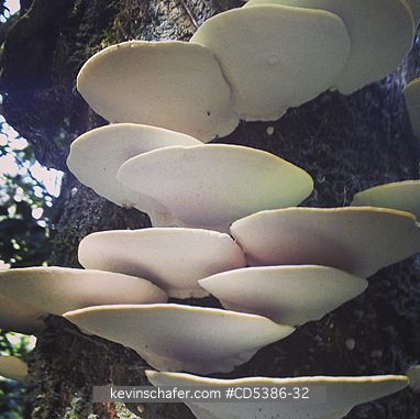 GUYANA, PLANTS: BRACKET FUNGI,  Kaieteur National Park, Guyana (MOBILE PHONE)