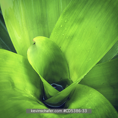 GUYANA, SCENIC: BROMELIAD, Kaieteur National Park, Guyana (MOBILE PHONE)