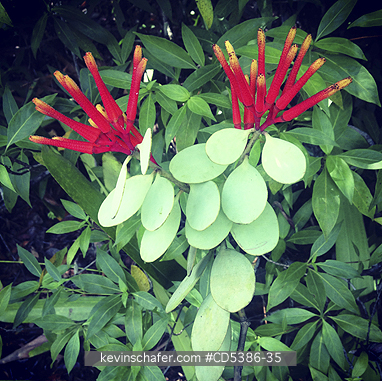 GUYANA, SCENIC: TROPICAL FLOWERS, Kaieteur Falls, Kaieteur National Park, Guyana (MOBILE PHONE)