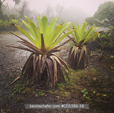 GUYANA, SCENIC: GIANT BROMELIADS, Kaieteur Falls, Kaieteur National Park, Guyana (MOBILE PHONE)