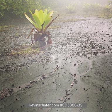 GUYANA, SCENIC: GIANT BROMELIAD IN MIST, Kaieteur Falls, Kaieteur National Park, Guyana (MOBILE PHONE)