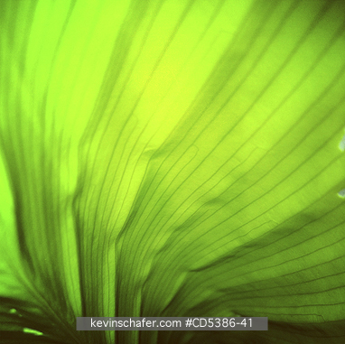 GUYANA, SCENIC: LEAF DETAIL, Kaieteur Falls, Kaieteur National Park, Guyana (MOBILE PHONE)