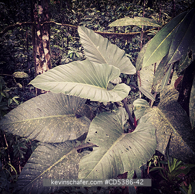 GUYANA, SCENIC: RAINFOREST INTERIOR, Kaieteur Falls, Kaieteur National Park, Guyana (MOBILE PHONE)