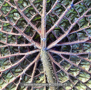 GUYANA, SCENIC: LEAF DETAIL, GIANT AMAZON WATER LILY, Guyana (MOBILE PHONE)