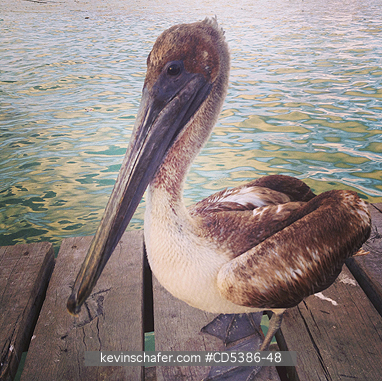 BIRD, PELICAN: BROWN PELICAN ON DOCK, PUERTO MORELOS, MEXICO