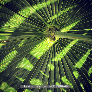 MEXICO, SCENIC: PALM DETAIL, Yucatan Peninsula, Mexico (MOBILE PHONE)