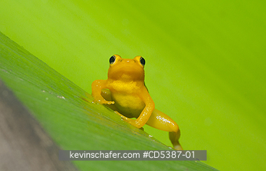 FROG, GOLDEN: Golden Rocket Frog (Anomaloglossus beebei), Endemic to giant tank bromeliad plants. Kaieteur Falls, Kaieteur National Park, Guyana
