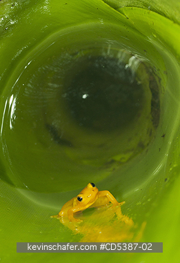 FROG, GOLDEN ROCKET: Golden Rocket Frog (Anomaloglossus beebei), Endemic to giant tank bromeliad plants. Kaieteur Falls, Kaieteur National Park, Guyana
