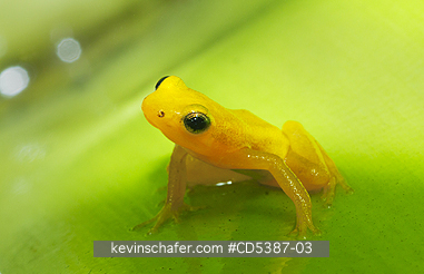 FROG, GOLDEN ROCKET: Golden Rocket Frog ( Anomaloglossus beebei), Endemic to giant tank bromeliad plants. Kaieteur Falls, Kaieteur National Park, Guyana