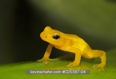 FROG, GOLDEN ROCKET: Golden Rocket Frog ( Anomaloglossus beebei), Endemic to giant tank bromeliad plants. Kaieteur Falls, Kaieteur National Park, Guyana
