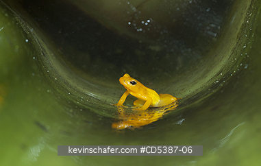 FROG, GOLDEN ROCKET: Golden Rocket Frog (Anomaloglossus beebei), Endemic to giant tank bromeliad plants. Kaieteur Falls, Kaieteur National Park, Guyana