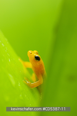 FROG, GOLDEN ROCKET: Golden Rocket Frog (Anomaloglossus beebei), Endemic to giant tank bromeliad plants. Kaieteur Falls, Kaieteur National Park, Guyana