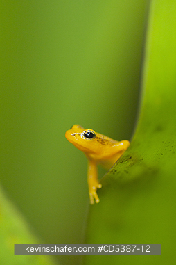 FROG, GOLDEN ROCKET: Golden Rocket Frog (Anomaloglossus beebei), Endemic to giant tank bromeliad plants. Kaieteur Falls, Kaieteur National Park, Guyana