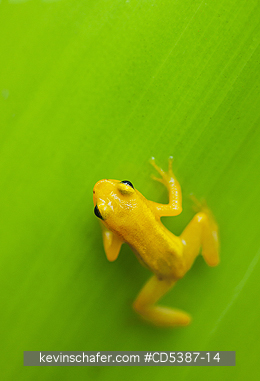 FROG, GOLDEN ROCKET: Golden Rocket Frog (Anomaloglossus beebei), Endemic to giant tank bromeliad plants. Kaieteur Falls, Kaieteur National Park, Guyana