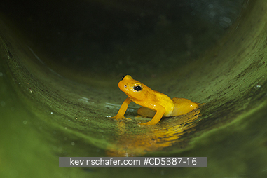 FROG, GOLDEN ROCKET: Golden Rocket Frog (Anomaloglossus beebei), Endemic to giant tank bromeliad plants. Kaieteur Falls, Kaieteur National Park, Guyana