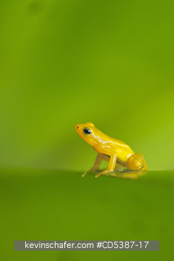 FROG, GOLDEN ROCKET: Golden Rocket Frog (Anomaloglossus beebei), Endemic to giant tank bromeliad plants. Kaieteur Falls, Kaieteur National Park, Guyana